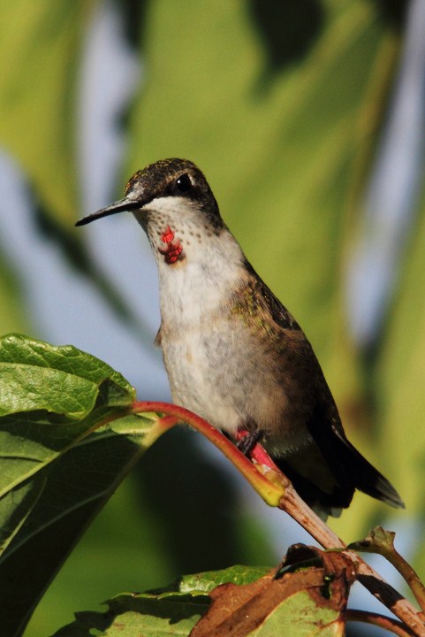 Resting hummingbird