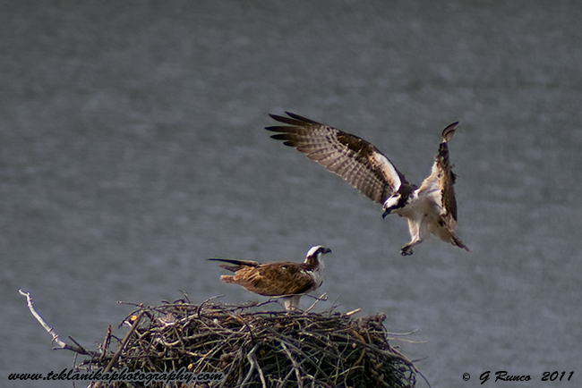 Osprey Couple