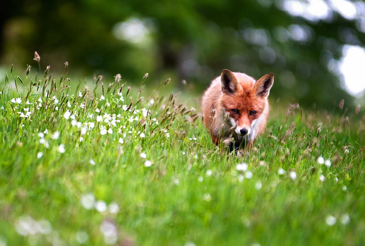 Sneaking