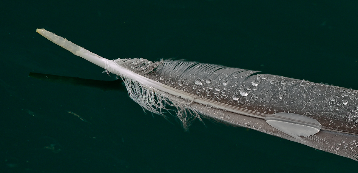 WC 50 - Feather Afloat