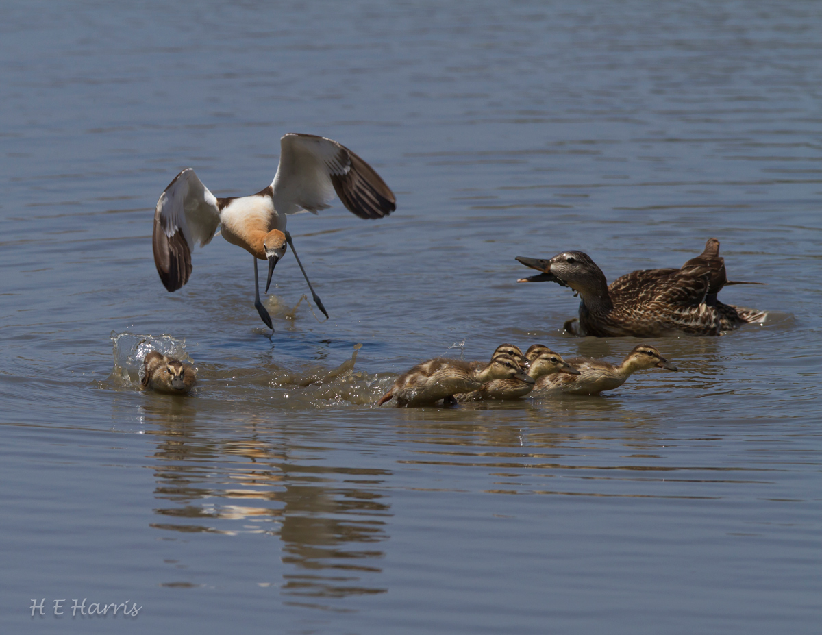 Avocet v Mallard Mom