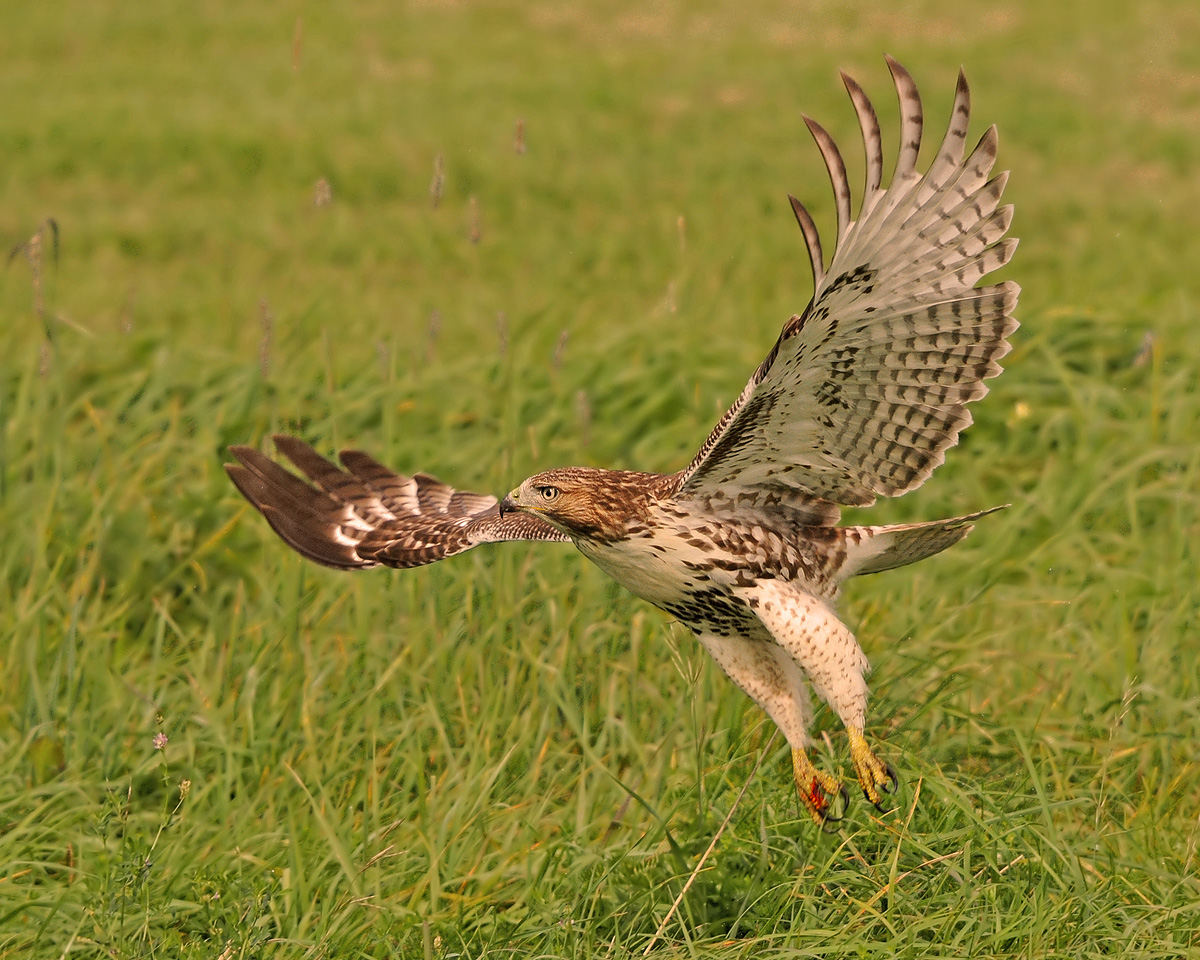 Juv. Red-tailed Hawk 