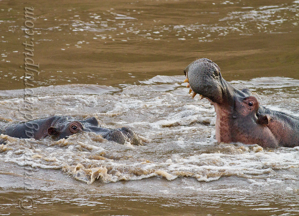 A face-off in the Mara 