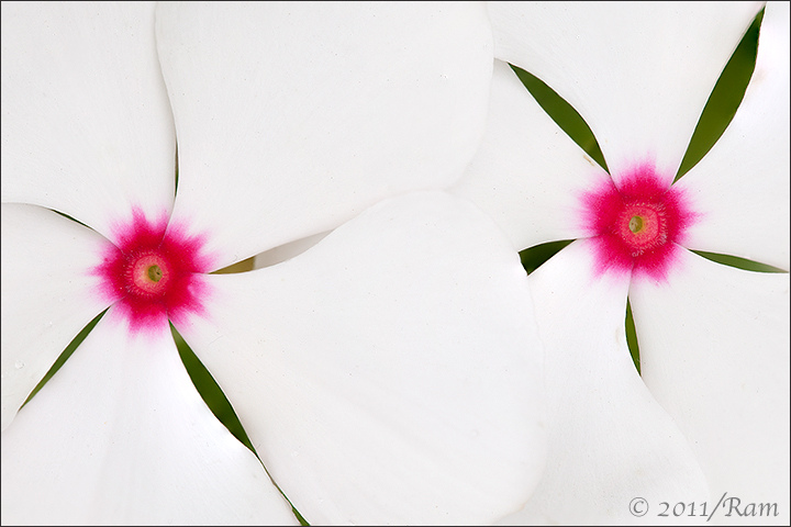 Vinca Twins