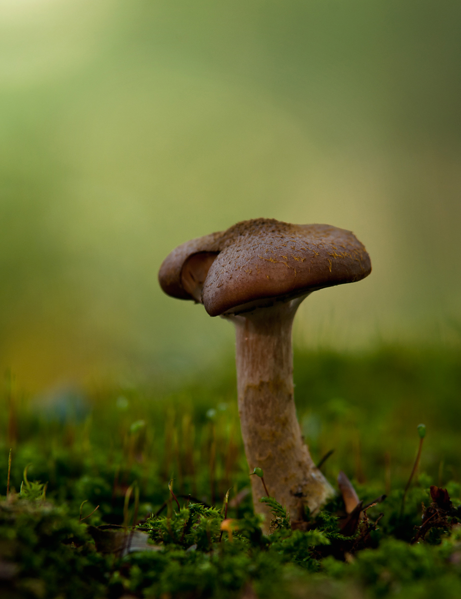 In the Evening Light