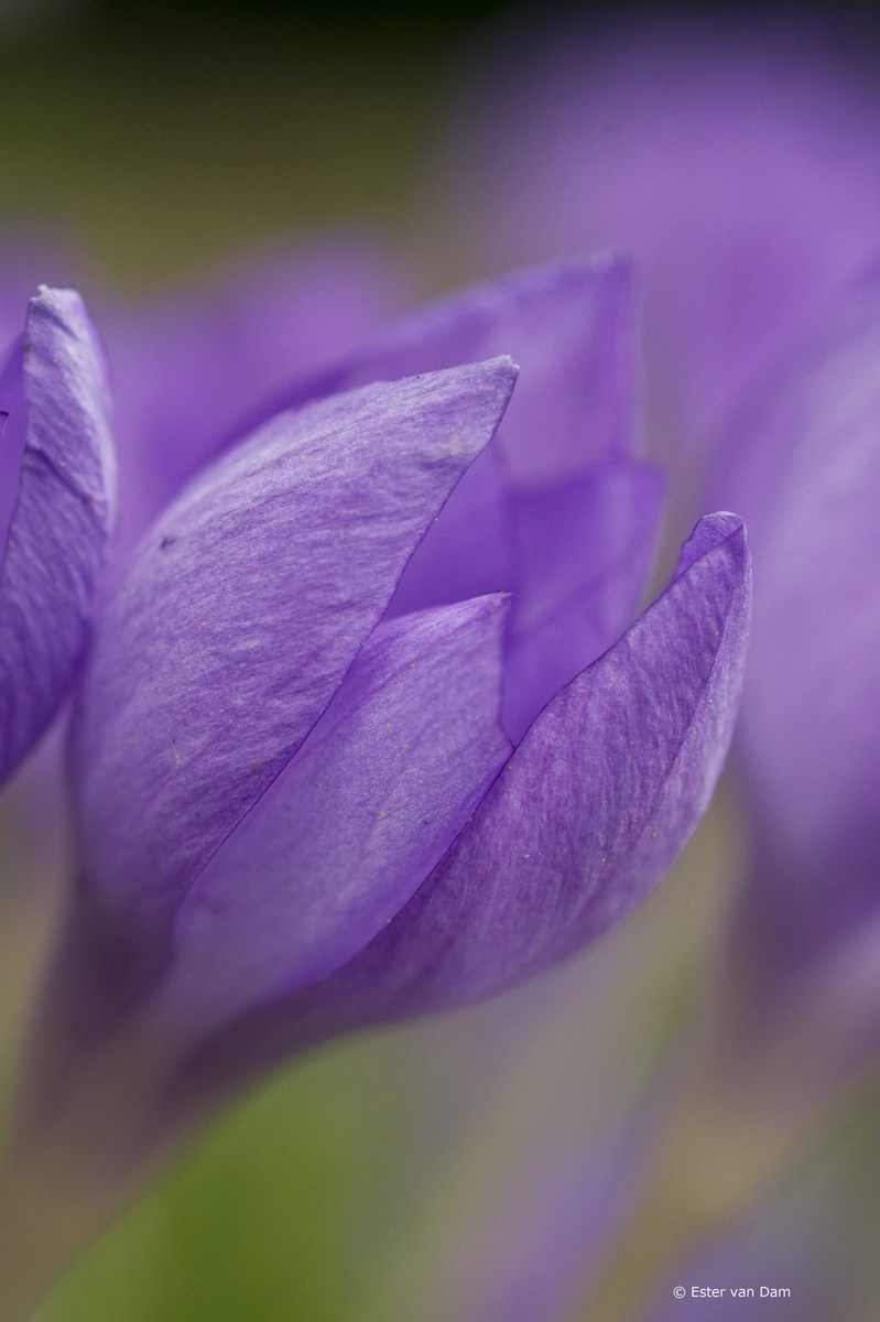 Autumn Crocus flower