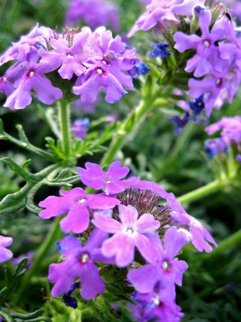 Purple Verbena