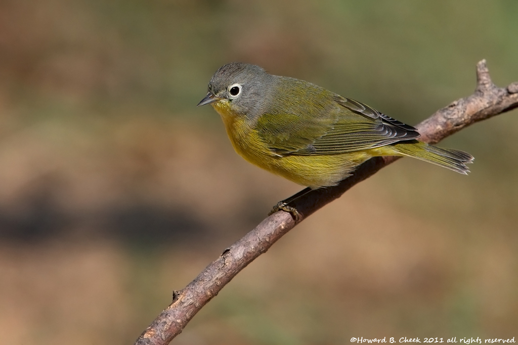 Nashville Warbler