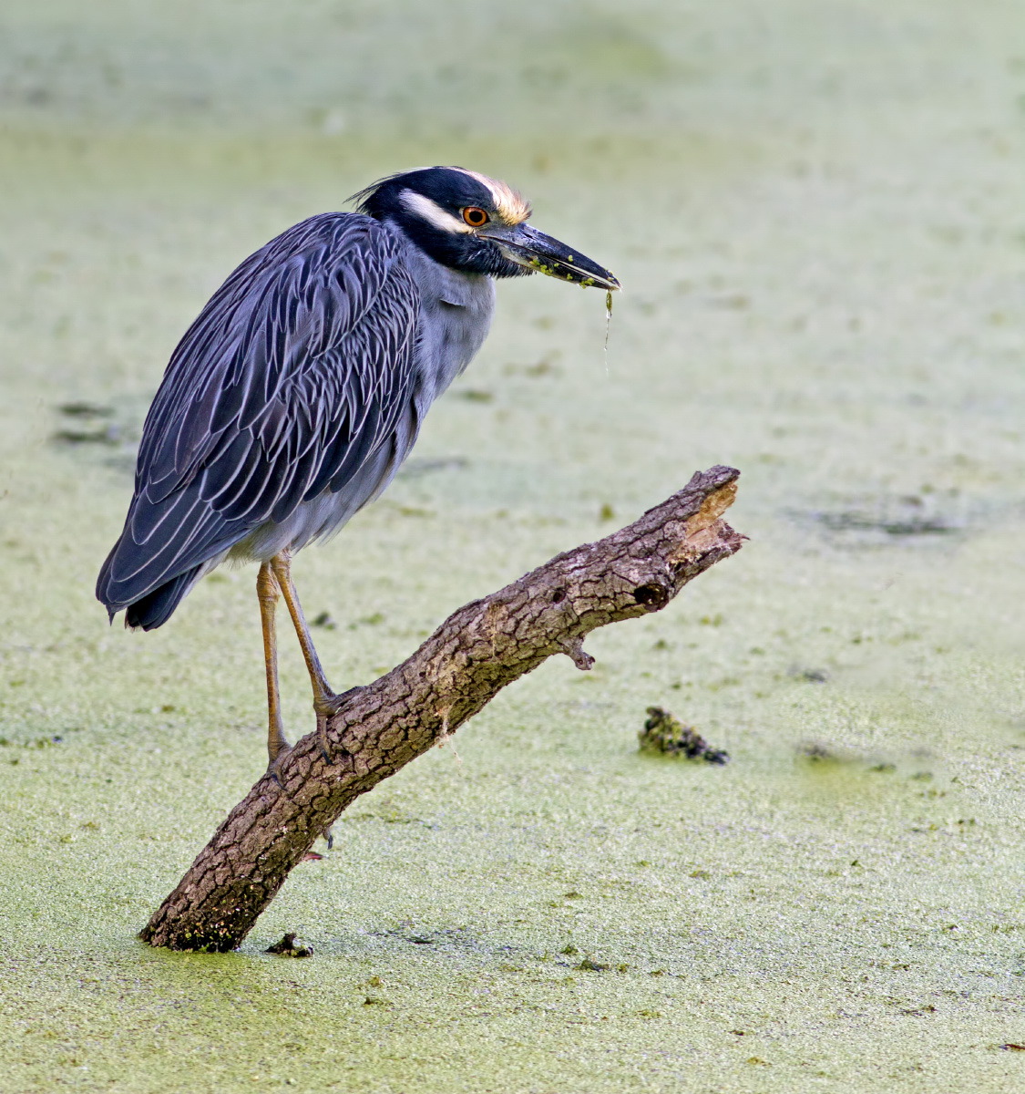 Yellow-cr. Night Heron
