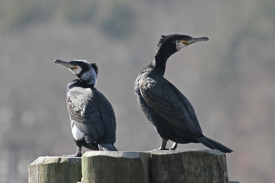Great-Cormorant