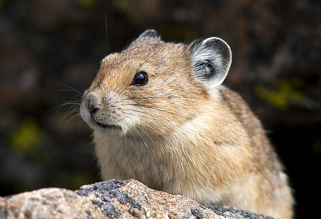 Pika