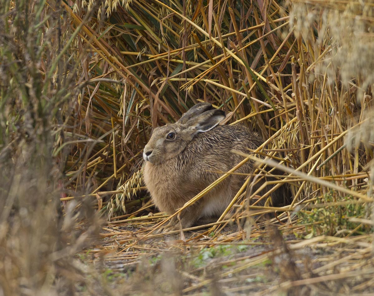 Brown Hare shelter 