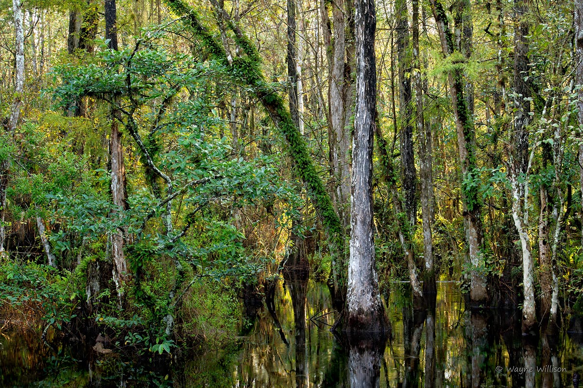 Big Cypress