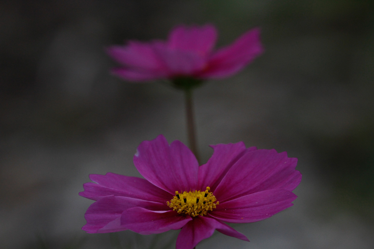 Cosmos with repost