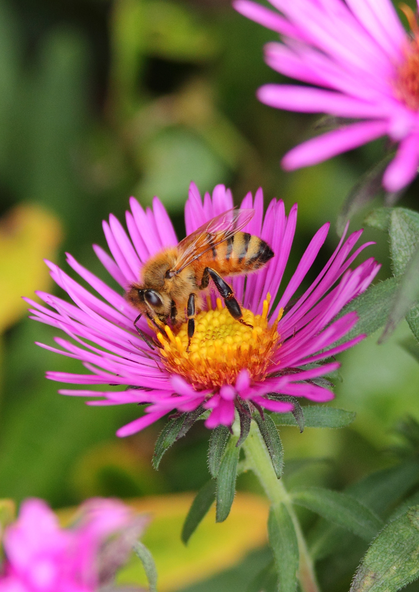 Feeding bee