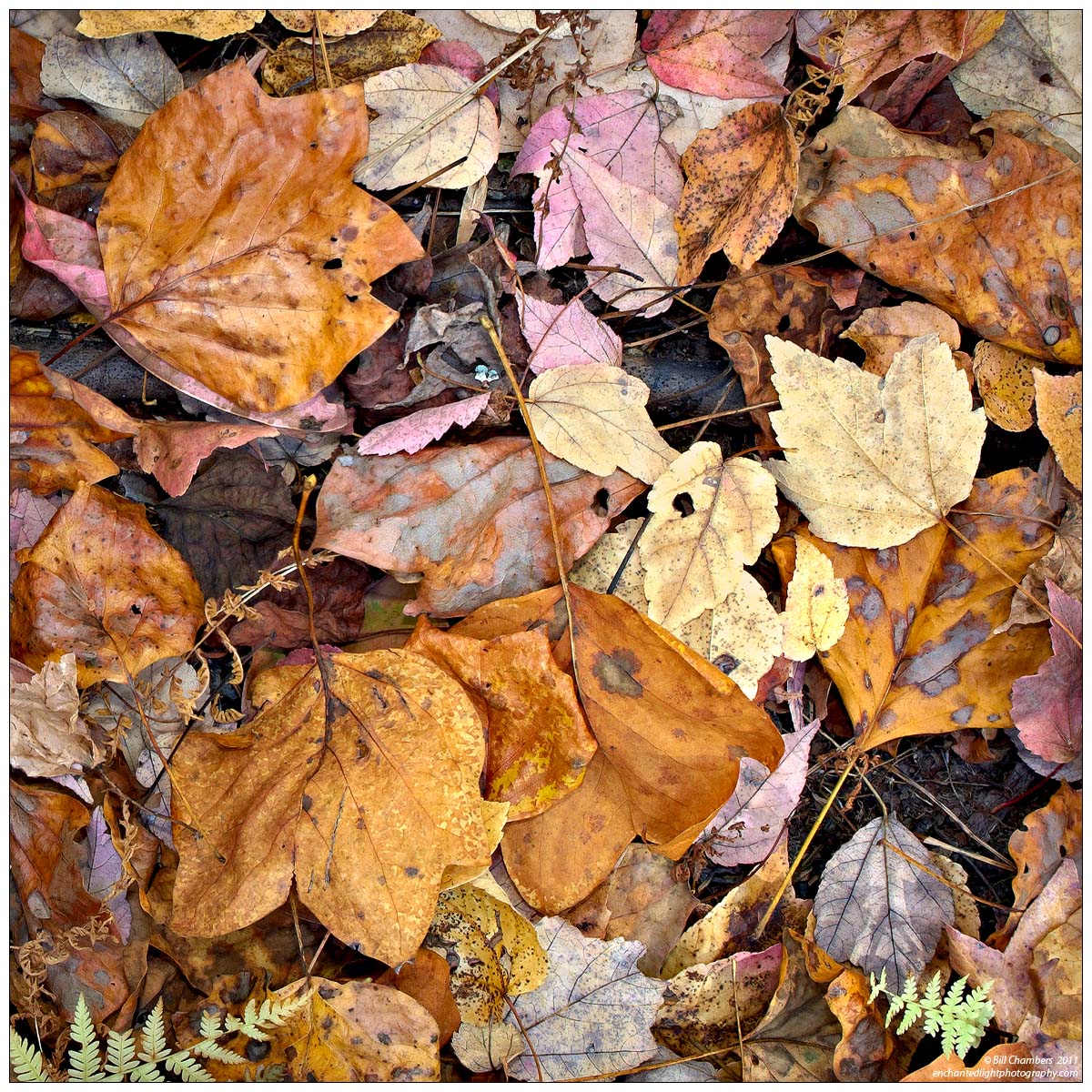 Forest Floor Potpourri