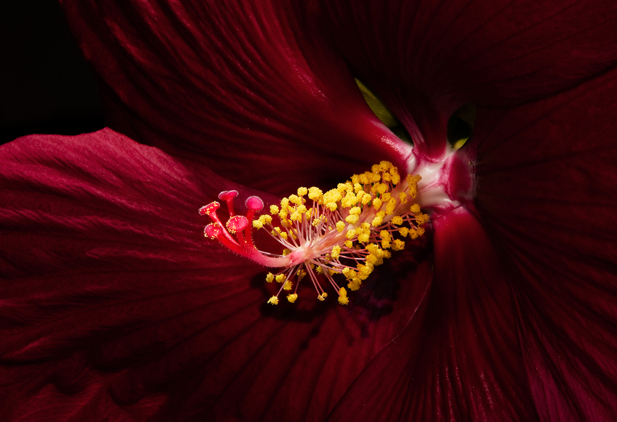 Hardy Hibiscus