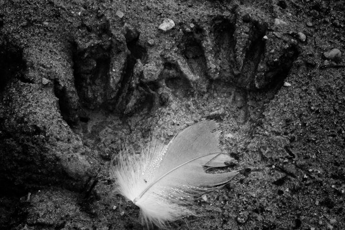 Leave only footprints