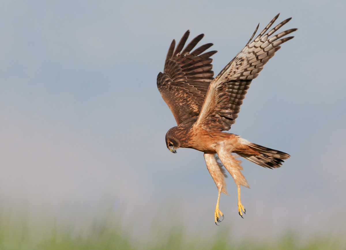 Juv. Female Harrier (3)