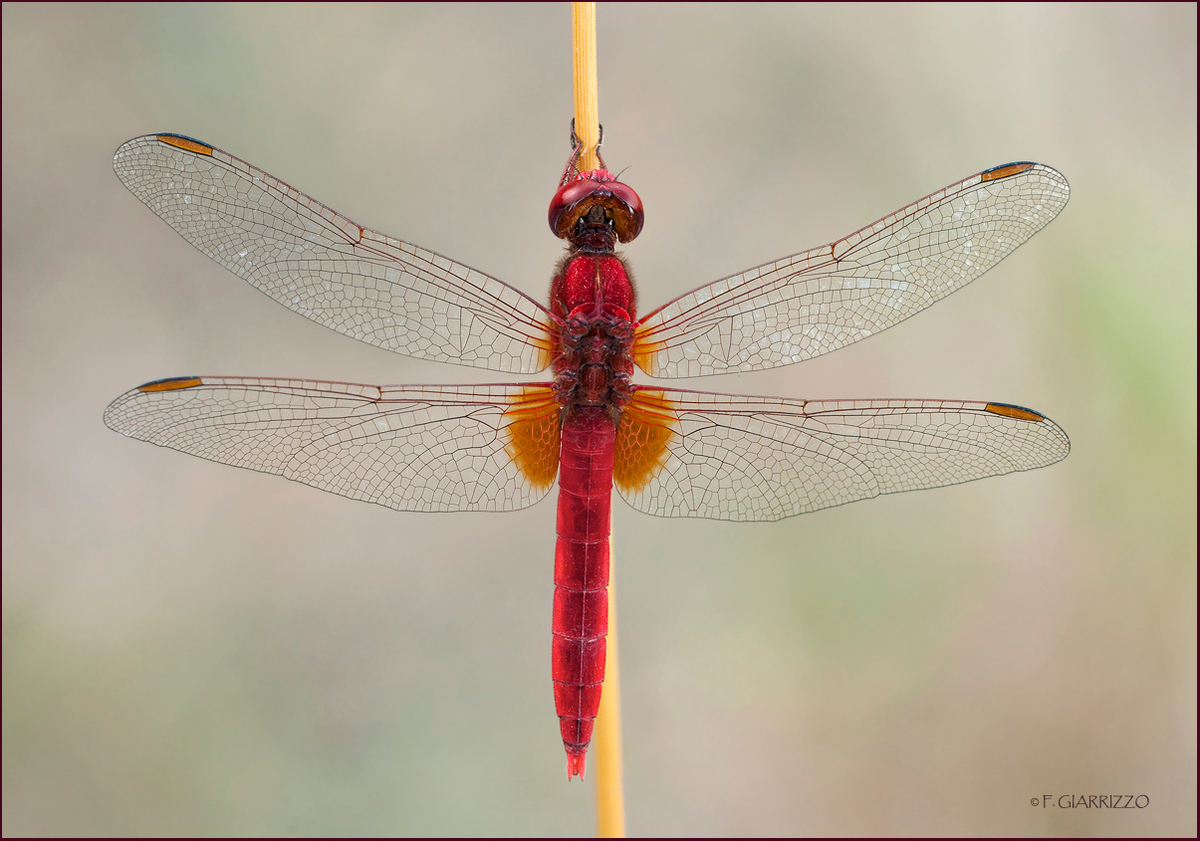 Red dragon