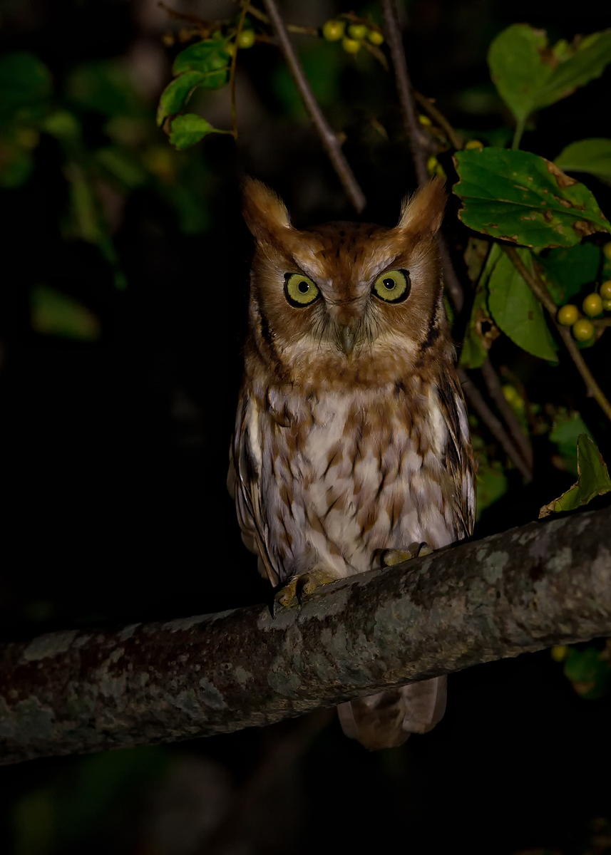 Eastern Screech Owl 