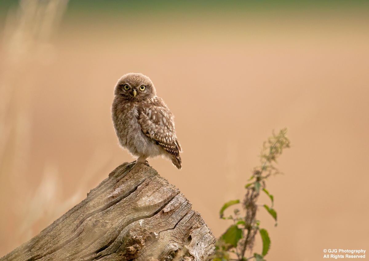 Little Owl Chick