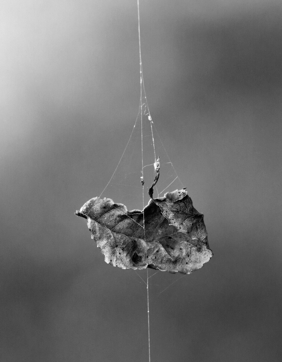 Suspended - with repost