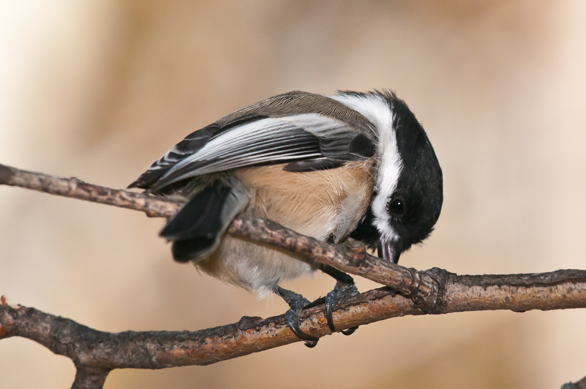 Black Capped Chickadee