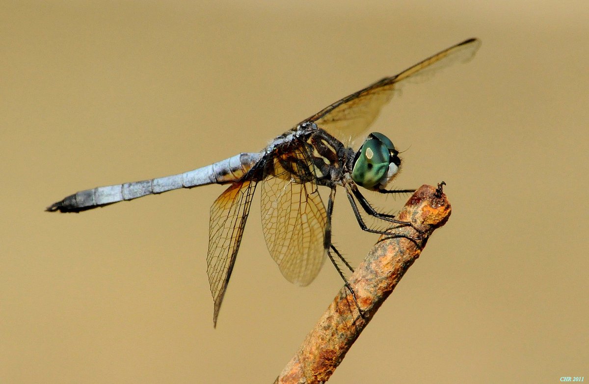 Blue Dasher