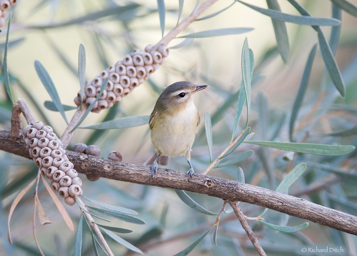Warbling Vireo