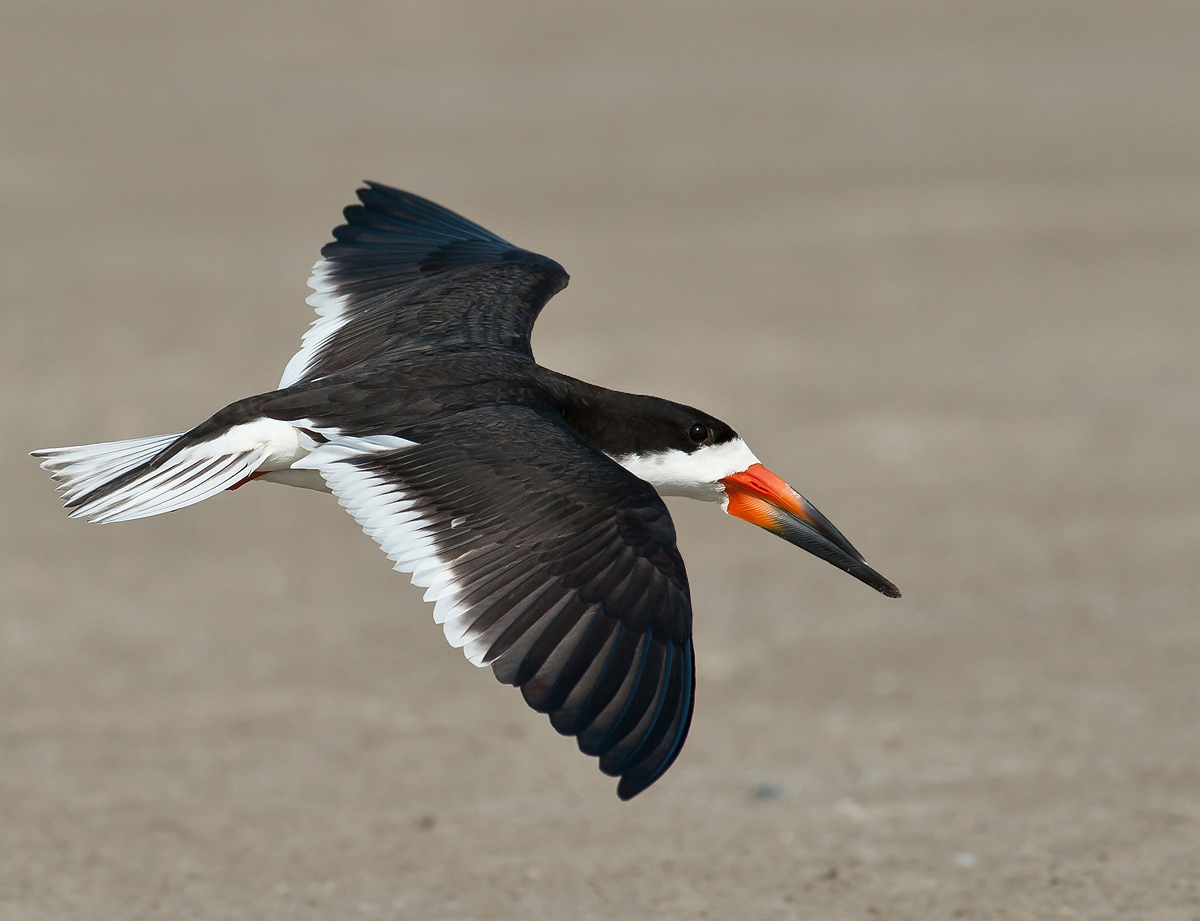 Black Skimmer