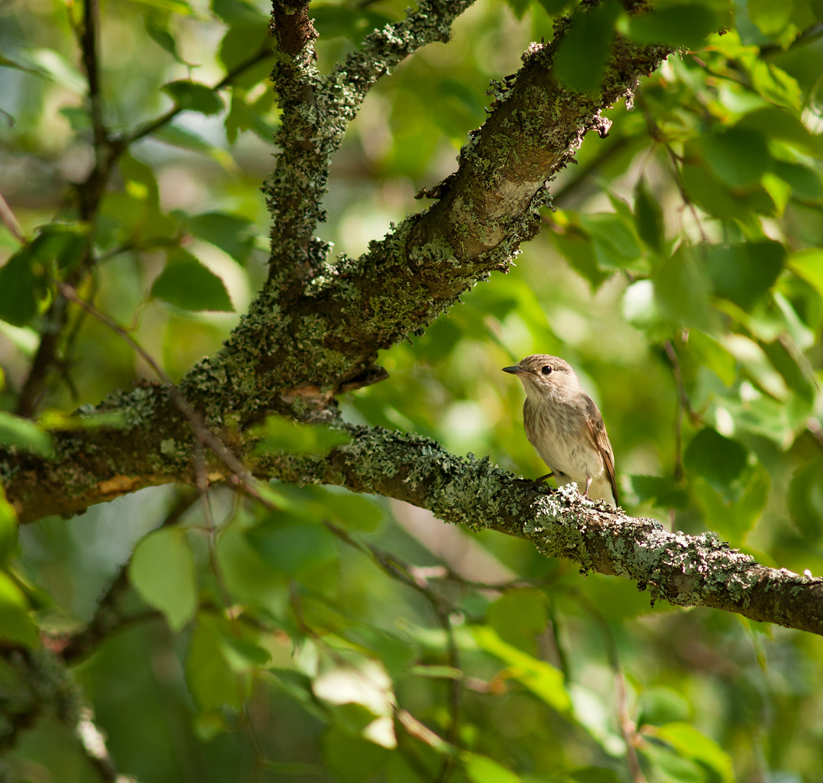 Muscicapa striata II