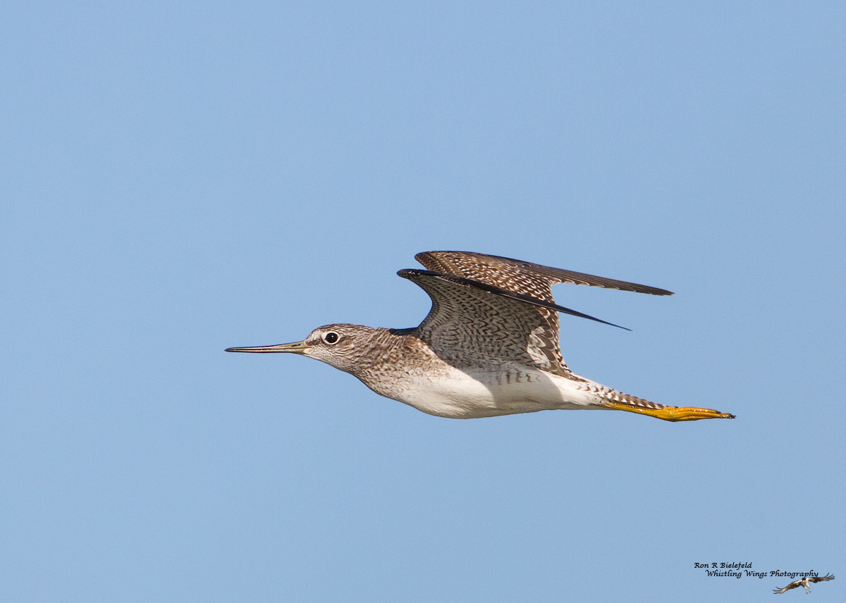 Lesser Yellow Legs