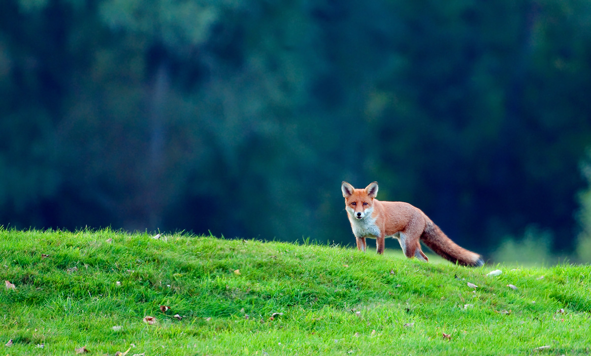 Fox
