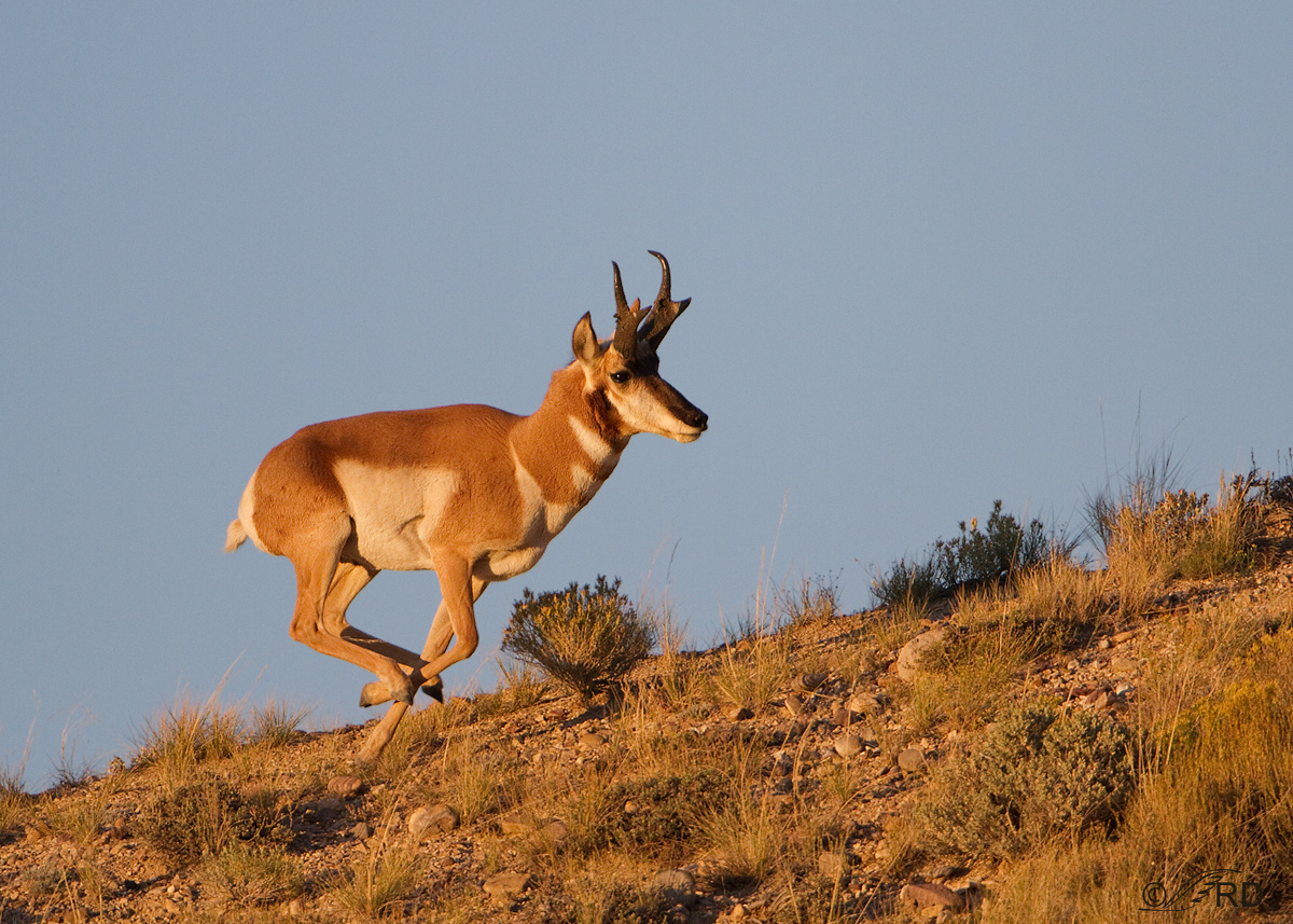 Pronghorn