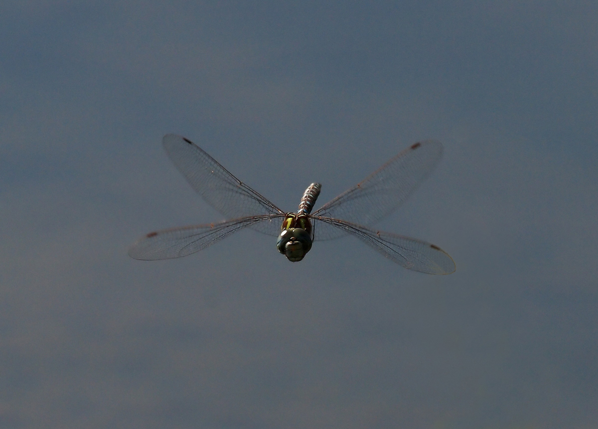 Flying Adder?