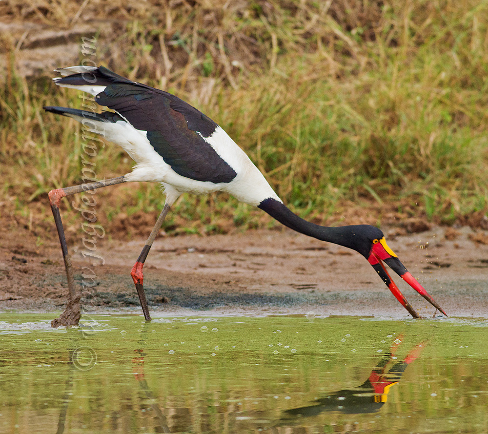 Stork fishing