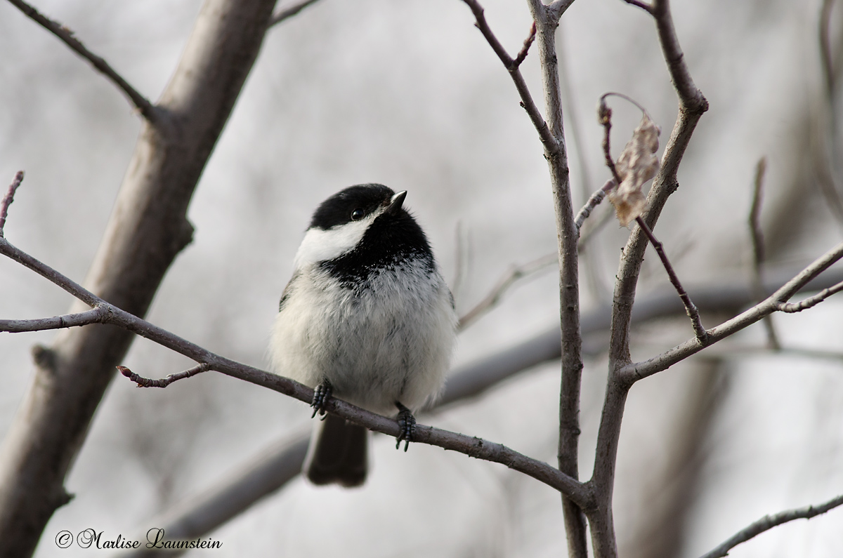 Black-Capped Chickadee