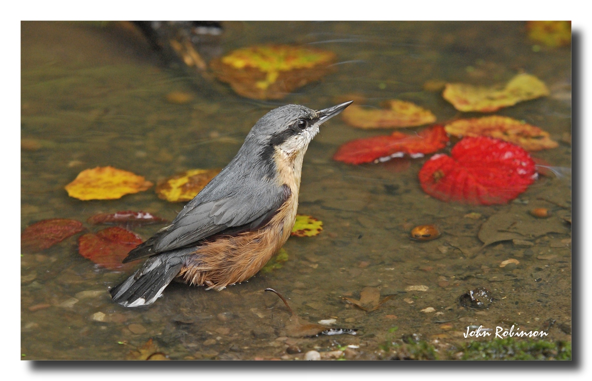 Autumn Nuthatch