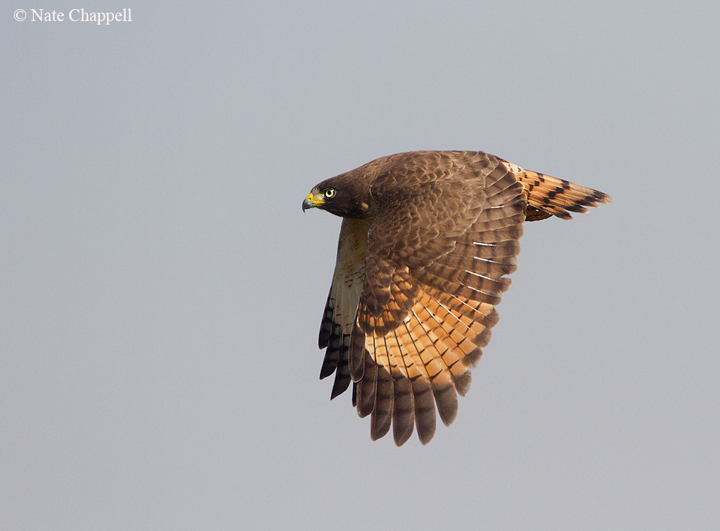 Roadside Hawk