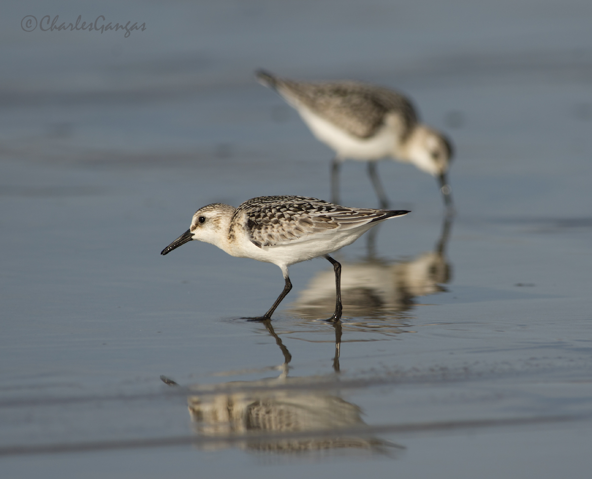 Sanderlings