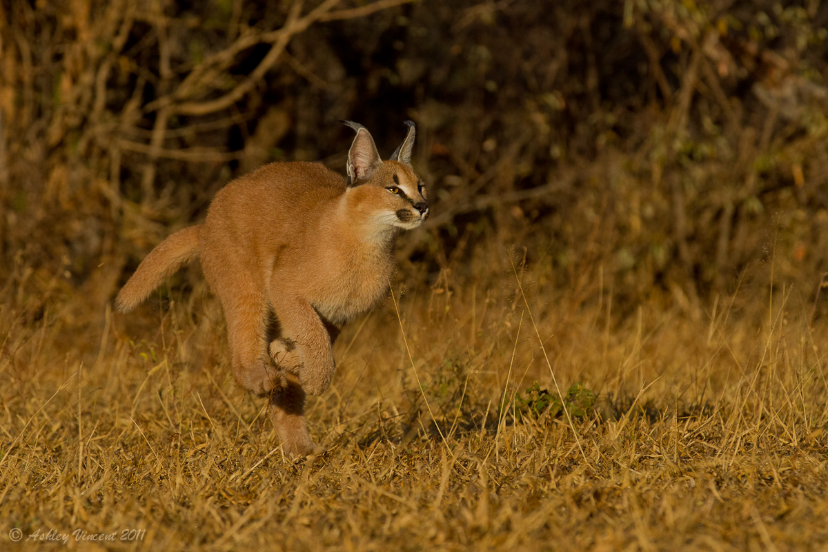 Caracal in Hot Pursuit