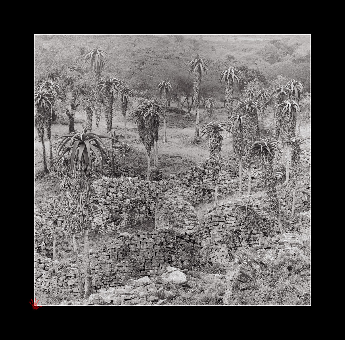 Aloes among ruins