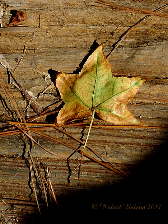 Fall