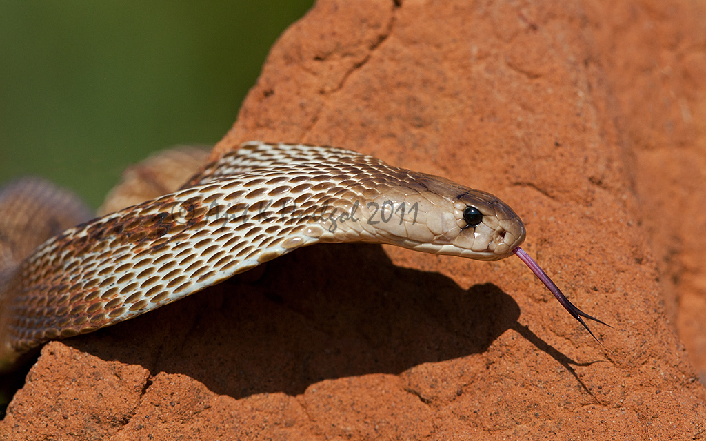 Indian cobra!