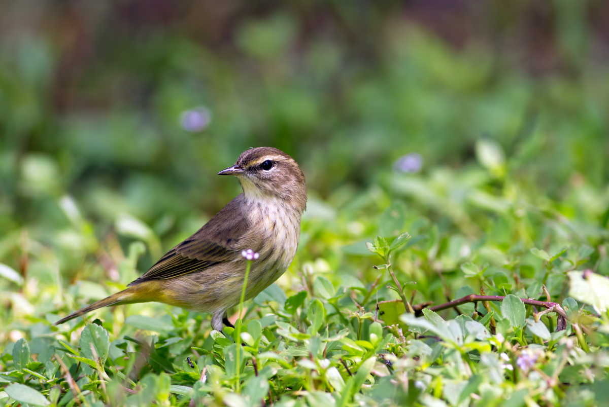 Palm Warbler + 2nd repost
