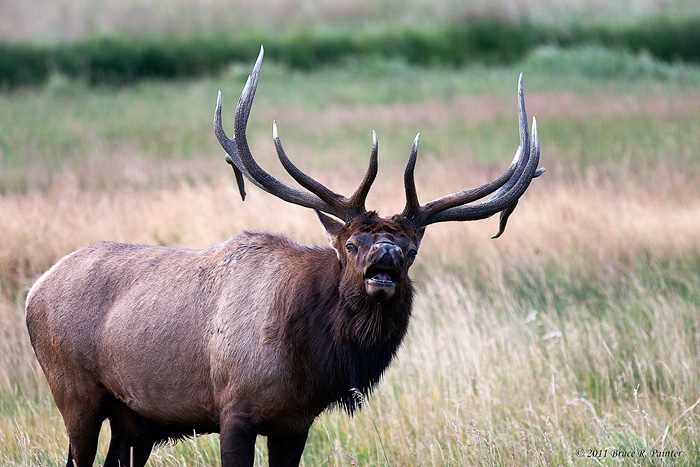 RMNP Elk