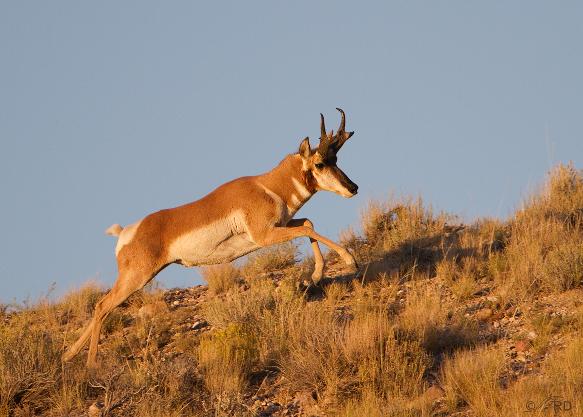 Pronghorn ll