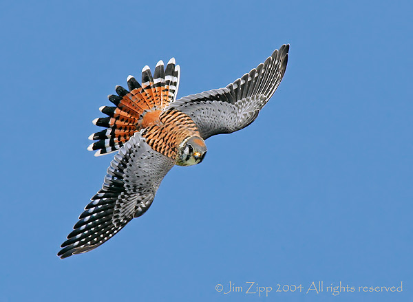 American Kestrel