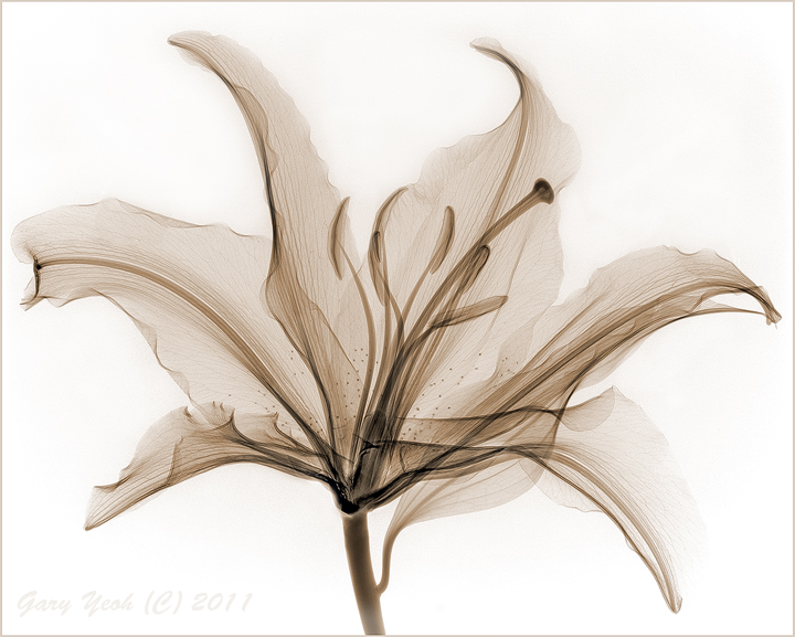 Flora - 1st Place Winner